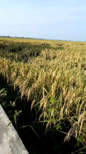 Benih Bibit Padi PAJERO Gabah Super Unggul Berkualitas Kemasan 1kg