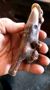 กาฝากแท้ๆเก่าแก่มากๆ จำไม่ได้แล้วว่ากาฝากอะไร แต่ของแท้แน่นอนครับ