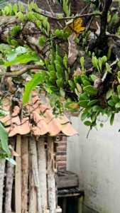 DAUN PECISAN/SISIK NAGA 500 gr. SEGAR BARU PETIK