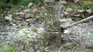 lưỡi cắt cây tỉa cành