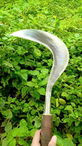 Arit Rumput Baja PER: Pilihan Tepat untuk Taman Anda