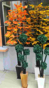 bonsai bulat