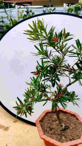 M9 RedBud Podocarpus Bonsai Plant四季红罗汉松