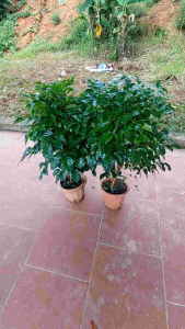 cây hạnh phúc vừa xinh vừa đẹp cây thực tế như hình lá sum xuê giá rẻ