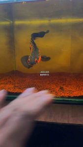 MAGGOT RED SEEKERS ULTRA by BERRITZ Pakan ikan channaarwanalouhankokikoi