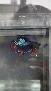 สุดเบอร์ 99.99% vip เทแพง หน้าเขียว เขี้ยวดี ตรงปก ผลงานดีมาก