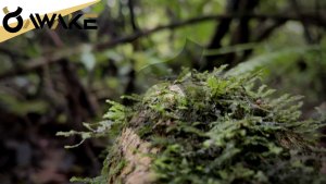 Sepatu Outdoor Awake Footwear Hiking Hitam Gunung Trail Run