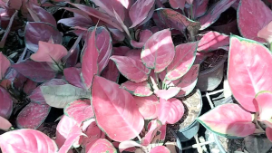 Aglaonema Suksom Jaipong