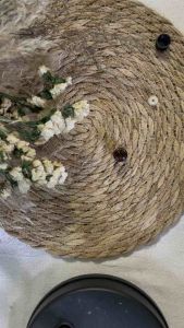 น้ำมันหอมระเหย Doterra 1 มล. น้ำมัน Arborvitae (Thuja plicata) doTERRA