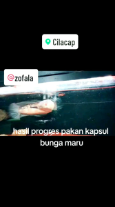 Paket Pakan Channa Maru progres cabung/bunga & bar ikan chana