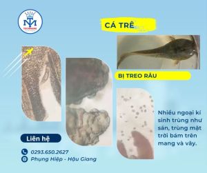 Penton plus Tiêu diệt ký sinh trùng ( Trùng Bánh Xe Nấm Thủy Mi) Trên cá nuôi