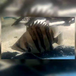 Datnoid | 4Bar | FNFB | SHB FNFB | Sumatera Tiger fish Live Fish