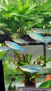 Blue Rainbow Fish Freshwater Decorative Fish