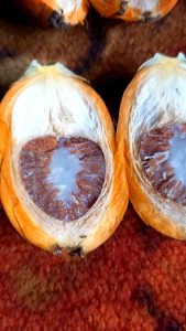 TERLARIS....... BUAH PINANG / BUAH JAMBE / COD