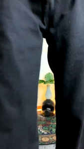 Celana Jeans Pria Panjang & Reguler Fit: Desain dan Tips