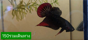 ใต้สีนาค ตัวในคลิป สวยๆตรงปก100%