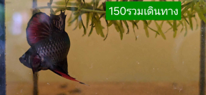 ใต้สีนาค ตัวในคลิป ตรงปก100%