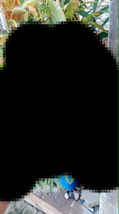 Cara Menggunakan Tutup Noken Timing Yamaha & Selang Hawa Panjang 30 cm