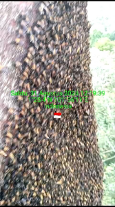 MADU SEHAT | MADU MURNI  | MADU ORGANIK | TANPA OLAHAN TANPA OLAHAN DAN TANPA CAMPURAN 100% ALAMI