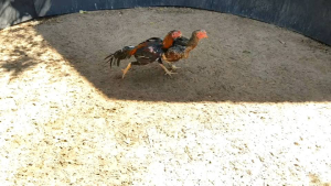 เจ้าสาอุบล เชิงชน:เป็นไก่หน้าหงอนมีม้าล่อบ้างเบอร์แข้งรุนแรงเป็นไก่ตีกระดูก ตีหัก ตีชัก สายเลือดดี