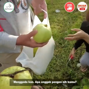 Selamat Datang Ditoko Kami Bibit Jambu kristal Farang Atau Jambu Pear Asal Bibit Okulasi Akar Sudah Kuat Untuk siap Ditanam. Buah Tanpa Biji.  Texture Renyah Manis Sekali Rasa Seperti Buah Pear Renyah Sekali