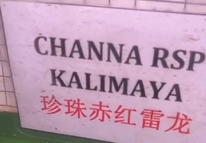 CHANNA RSP KALIMAYA/珍珠赤红雷龙(6½-7INCI) FAST SHIPPING