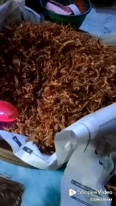 camilan extrim belalang besar goreng 120 gram