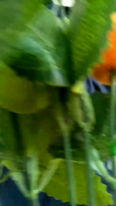 TokoDemesJogja: Kaftan Baby Gaun Dress Muslim Set Bandana Bayi Perempuan Usia 3-18 Bulan