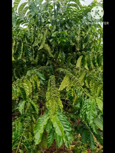 Entres Kopi Robusta Klon Ababil – Unggul & Terbukti Produktif
