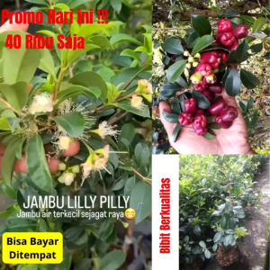 Bibit Jambu Air Lily Pily 🌱Rasanya Yang Manis & Segar Serta Memiliki Warna Pink Magenta Merupakan Ciri Khas Dari Buah ini. Tanaman jambu air lili pili sendiri adalah tanaman yang berasal dari suku aborigin yang me