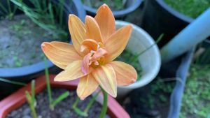 Y.หัวดอกบัวดิน เนื้อทอง (Neutong)หัวละ 80 บาท