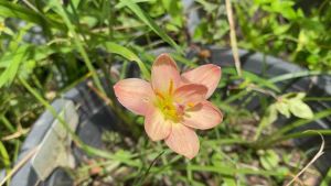 P.หัวดอกบัว Cissy Flowery หัว 50 บาท