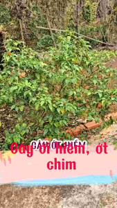 cây ớt hiểm ớt chim thơm và cay