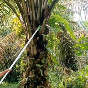 EGREK CAMEL SPL SIAP PAKAI TANPA ASAH Pemangkas Sabit Siap Pakai Pruner Berkualitas Tinggi - Lazada