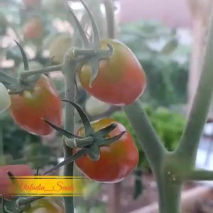 [Virladia Seeds] Biji Benih tanaman Tomat cherry lonjong