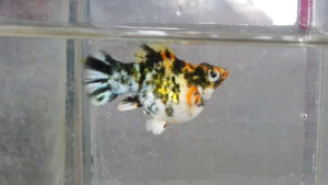 Red Head Balloon Molly Fish(Female) 红头短身气球茉莉鱼(母)❗️(Not random fish)❗️Fish same as order❗️40