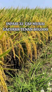 BENIH BIBIT PADI ASLI INPARI 32 PROMEO SUPER KEMASAN 5KG