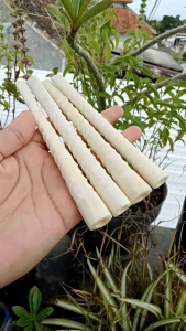 Cangklong Pipa Tulang Sapi Model Lilit A34: Desain Unik & Tahan Lama