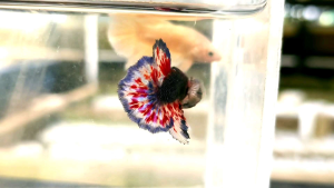 Vanda Mustard Gas MG Halfmoon Plakat HMPK Betta Fish / Ikan Laga/ 斗鱼 (Not random fish）13