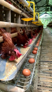 vitamin Herbal Ayam Petelur Nyeor Ejuh untuk menambah kwalitas telur dan menambah jumlah produksi telur ayam