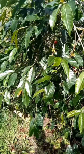 BENALU KOPI  KERING  ASLI 100% BERAT 1 Ons/100 Gram. Untuk Obat Kanker.PENGIRIMAN DARI MEDAN Obat Kanker Herbal Suplemen Herbal Solid - Lazada