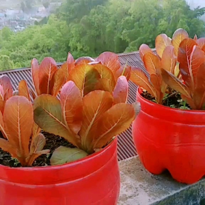 (KEMASAN PREMIUM) BIJI/BENIH SELADA MERAH RED ROMAINE