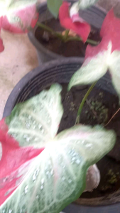 เล่นบอนสีชูดคุ้มชายชล กวนอู กวนอิม 3นิ้ว สำหรับการจัดส่งแบบกระทางขนาด 3 นิ้ว