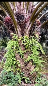 Dodos sbl gold A1 original malaysia