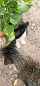 ตำแยแมว จำนวน 20 ต้น