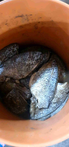 ปลาร้าปลาขาว คัดอย่างดี เนื้อเยอะ รสนัว จากอุดรธานี 1 กิโลกรัม