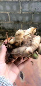 ว่านชักมดลูก ปลูกจากสวนเอง ออแกนิค พื้นที่ภาคอีสาน