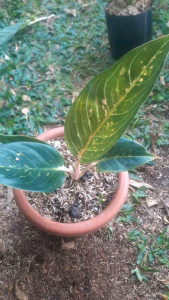 Aglonema Hot Lady Black