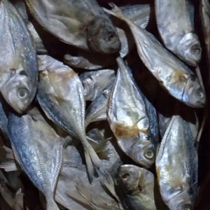 ikan asin selar size jumbo campur fres n segar langsung dapat dari laut. harga mulai dari 1kg