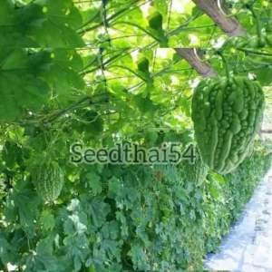 เมล็ดมะระหัวใจ บรรจุ8 -10เมล็ดเมล็ดแท้ ทรงสวยขมน้อย